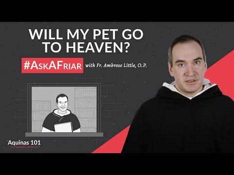 Will My Pet Go to Heaven? #AskAFriar